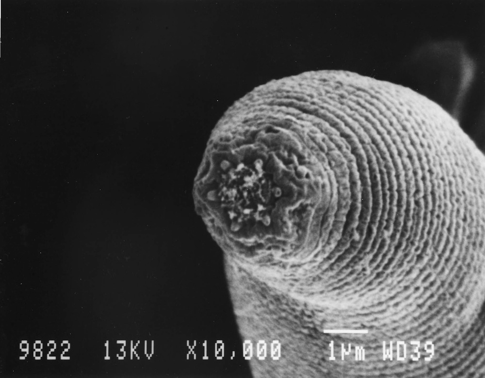 Discovery of Deepest Worms Holds Promise for Mars Life